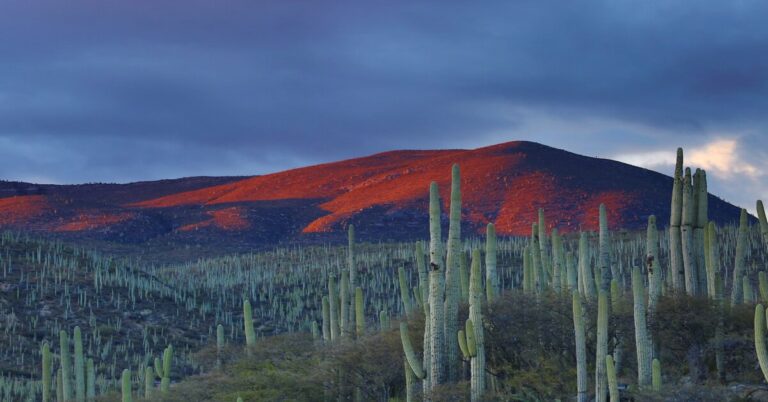 Ultimate Guide: The Best Things to do in Oaxaca 2023