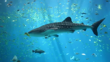 Ultimate Guide to Snorkeling With Whale Sharks In Cabo 13 Whale Shark in Cabo Ocean