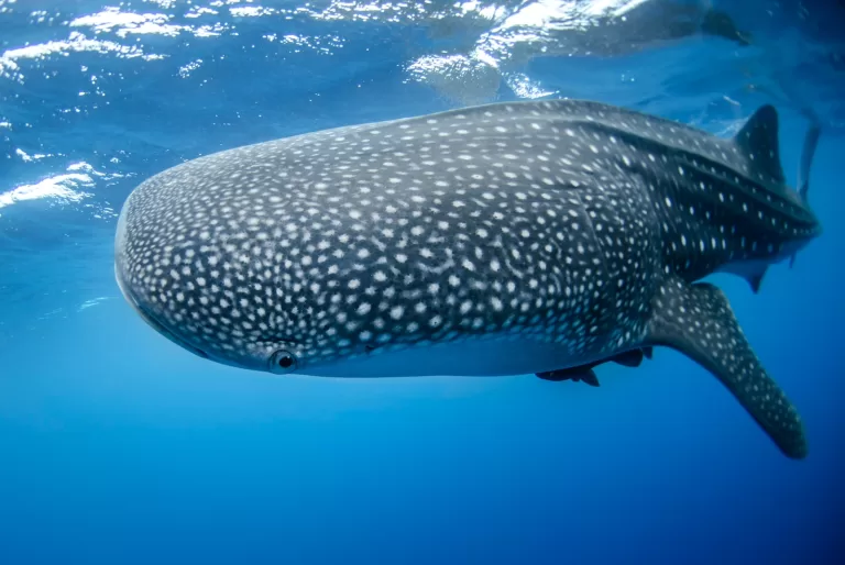 The Ultimate Guide to Swimming with Whale Sharks in Cancun
