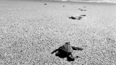 gray turtle in Mazunte mexico