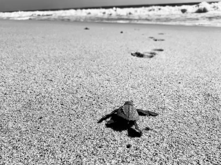 Mazunte Mexico: A Guide to the Best Beaches and Activities
