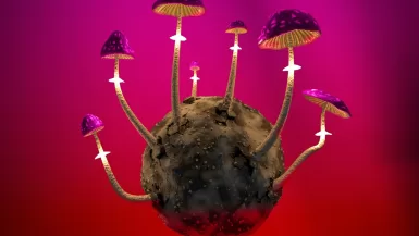 a group of mushrooms growing out of a rock