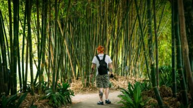 How to Ensure Your Travel Plans are Eco-Friendly: Best Guide 6 man in white shirt and black pants standing on pathway between bamboo trees during daytime Eco-Friendly