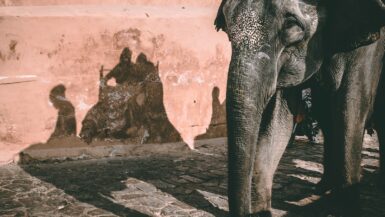 The 7 Best Practices for Responsible Wildlife Tourism 2 gray elephant standing beside brown wall Wildlife Tourism