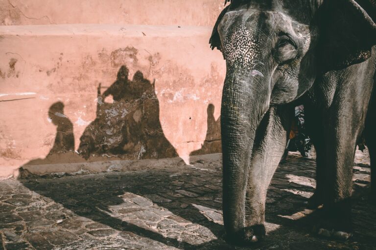 The 7 Best Practices for Responsible Wildlife Tourism