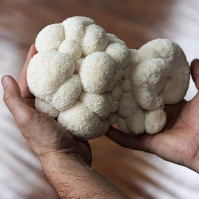My Review of the Best Grow Lion’s Mane Mushroom Kits