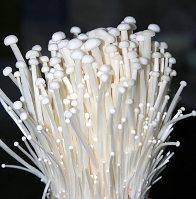 The Best Enoki Mushroom Growing Kits Reviewed + Guide