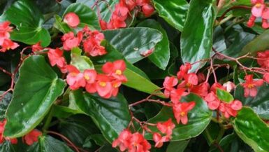 Dragon Wing Begonias
