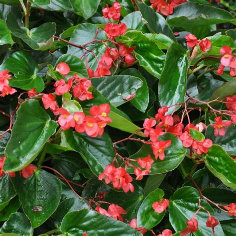 How to Grow Dragon Wing Begonias: A Complete Beginner’s Guide