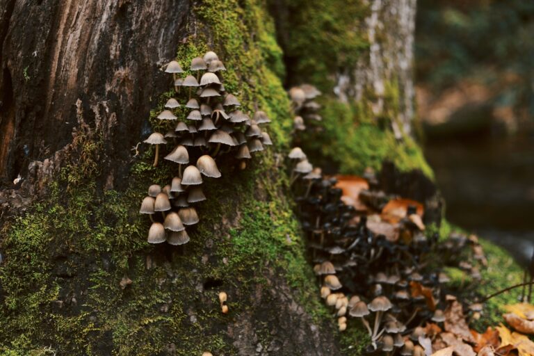 A Complete Guide to Mushroom Growing on Trees + Spores