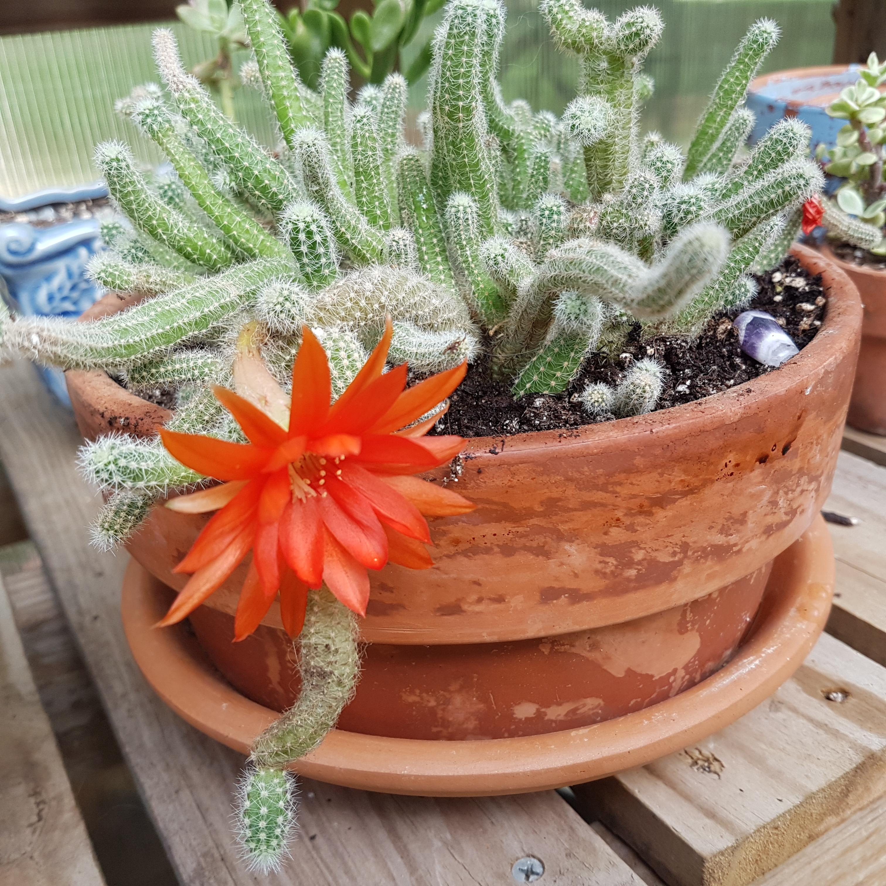 The Ultimate Guide to Monkey Tail Cactus: Care & Growth