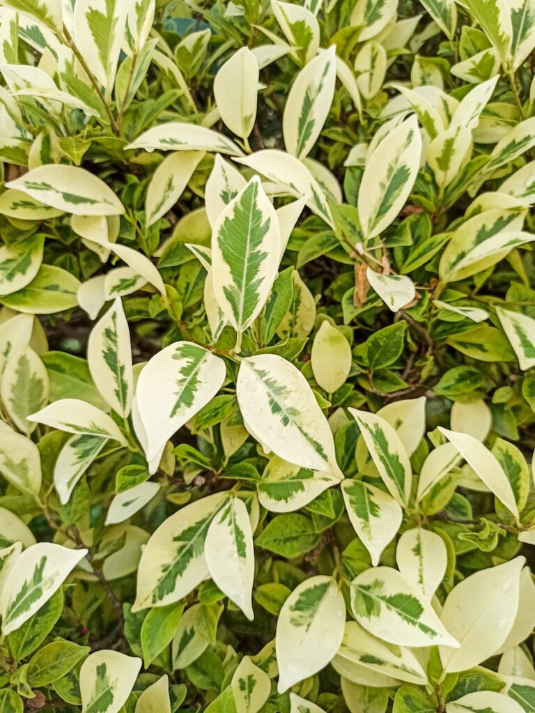 Ficus Triangularis: The Ultimate Guide to Growing and Styling