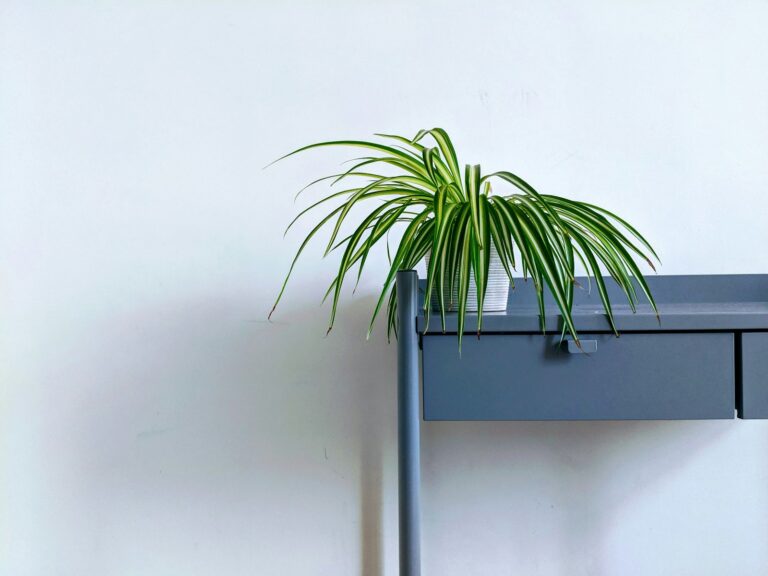 The Ultimate Guide to Curly Spider Plant: Care, Propagation