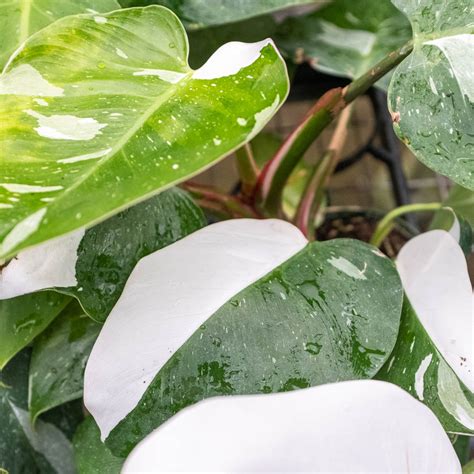 How to Grow and Propagate the White Princess Philodendron at Home