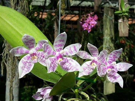 Silver Sword Philodendron Care: A Complete Guide for Beginners