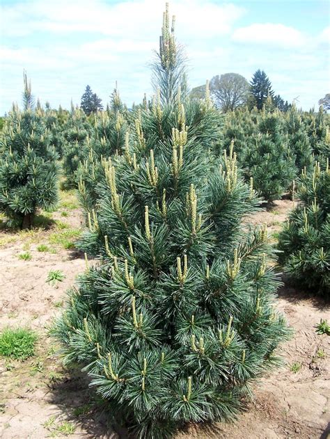 Vanderwolf Pine: The Ultimate Guide to Planting & Care