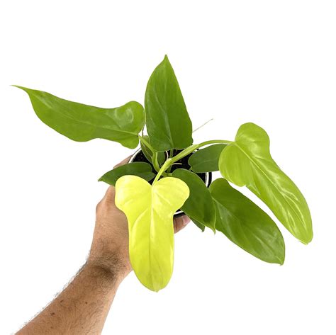Philodendron Bipennifolium: The Ultimate Guide to Proper Care