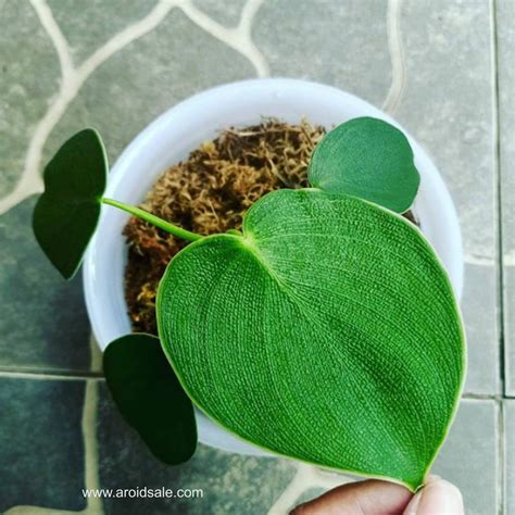 Philodendron Rugosum Care: Tips for Thriving Pigskin Plants