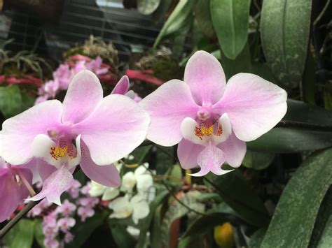 My Journey With Phalaenopsis Orchids – The Stunning “Phal Phal