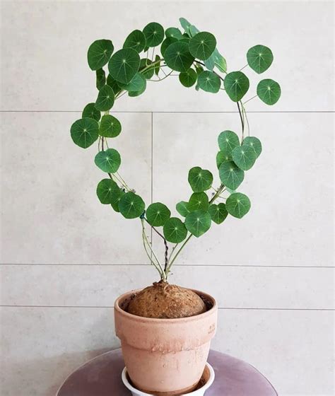 My Experience Growing Stephania Erecta: A Complete Care Guide