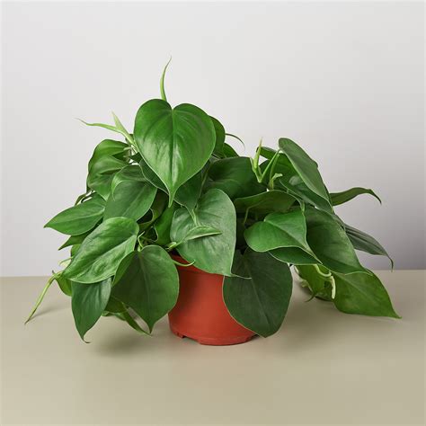Philodendron Cordatum: The Best Guide – Care and Maintenance