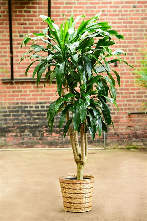 Cane Plants Care Made Easy: Mass Cane and Dumb Cane + Tips