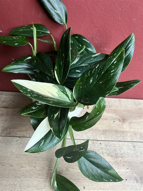 Philodendron Splendid Care: Secrets to Thriving Velvety Leaves