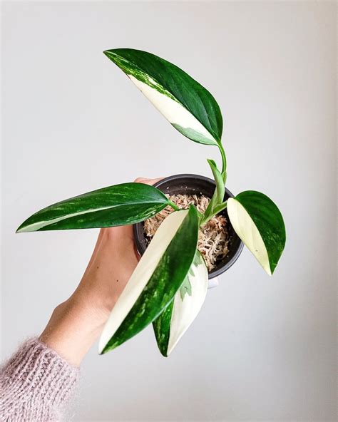How to Grow and Care for Monstera Standleyana Albo + Tips