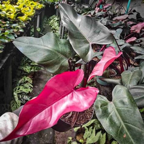 Philodendron ‘Dark Lord’: The Ultimate Guide to Care